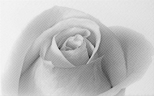 Декор 25х40 Камелия черный 01 : фотография 1